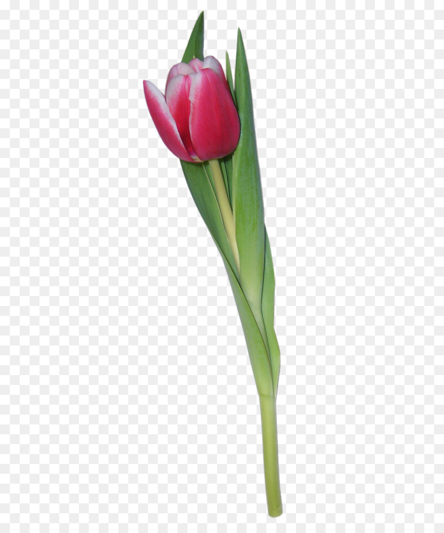 Tulipe Violette，Tige PNG