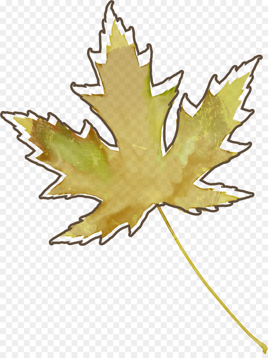 La Feuille D érable，Feuille PNG