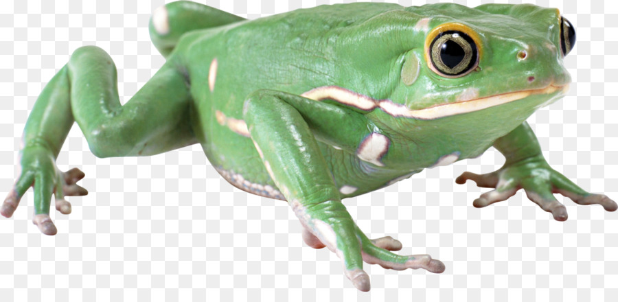 Grenouille Verte，Grenouille PNG