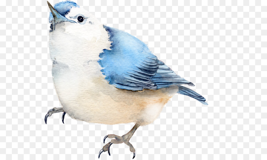 Geai Bleu，Oiseau PNG