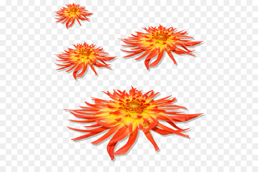 Fleur，Fleurir PNG