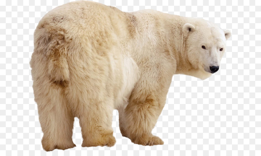 Ours Blanc，Blanc PNG