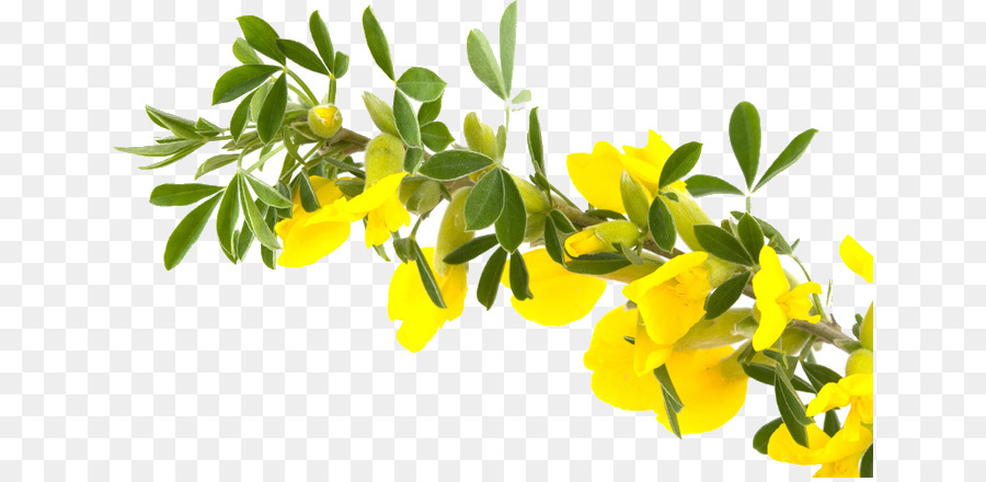 Fleurs Jaunes，Bifurquer PNG