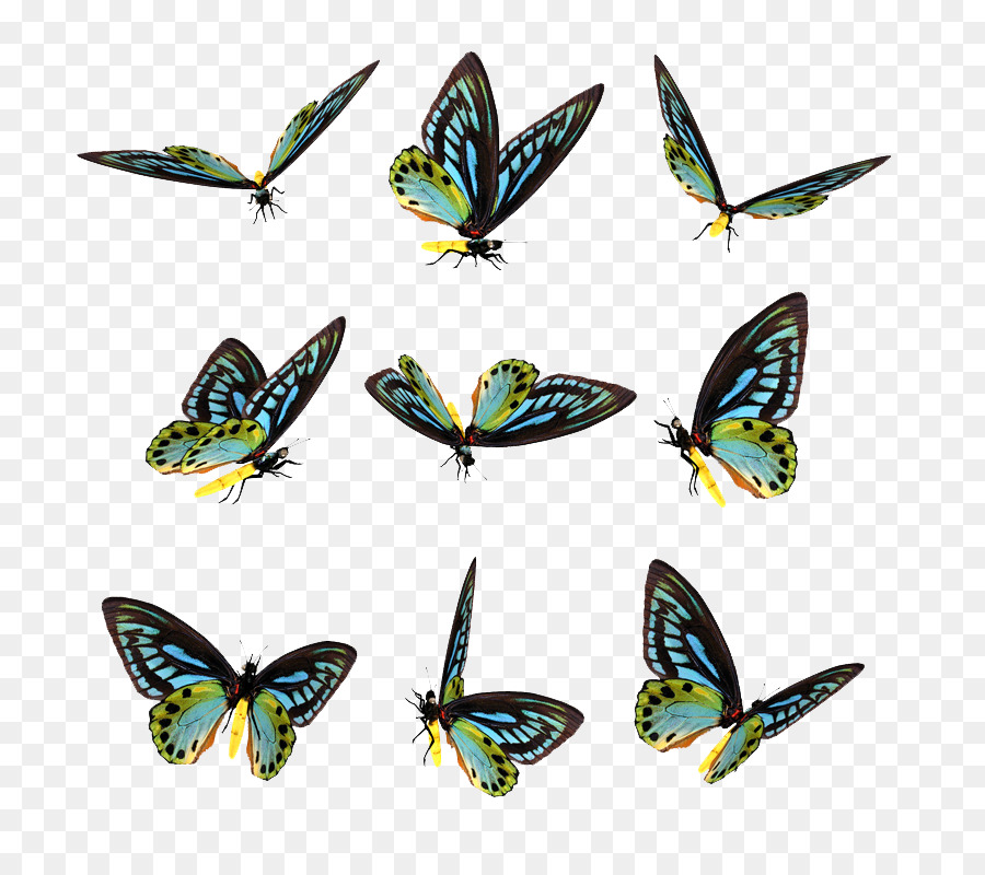 Papillons，Coloré PNG