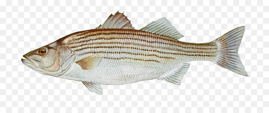 Poisson，Perche PNG