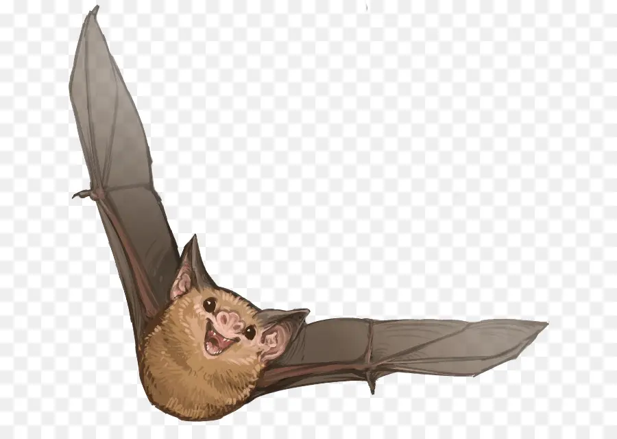 Chauve Souris，Kitti De Hognosed Chauve Souris PNG