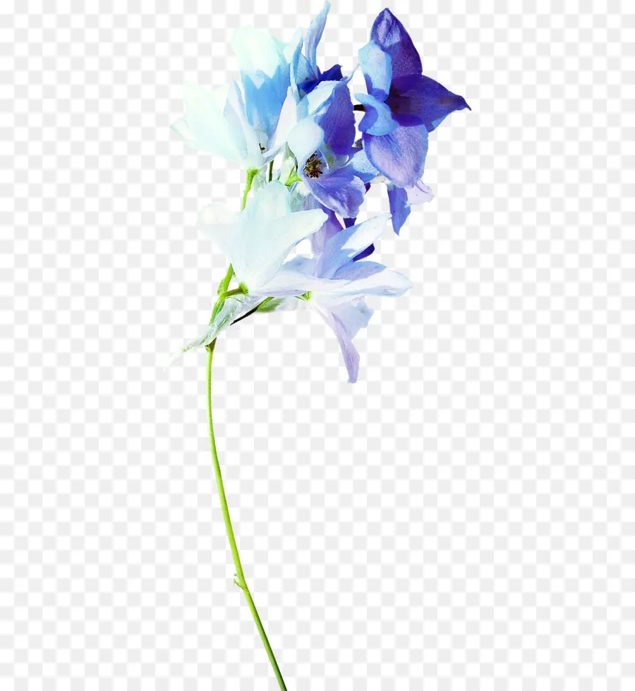 Fleur，Bleu PNG