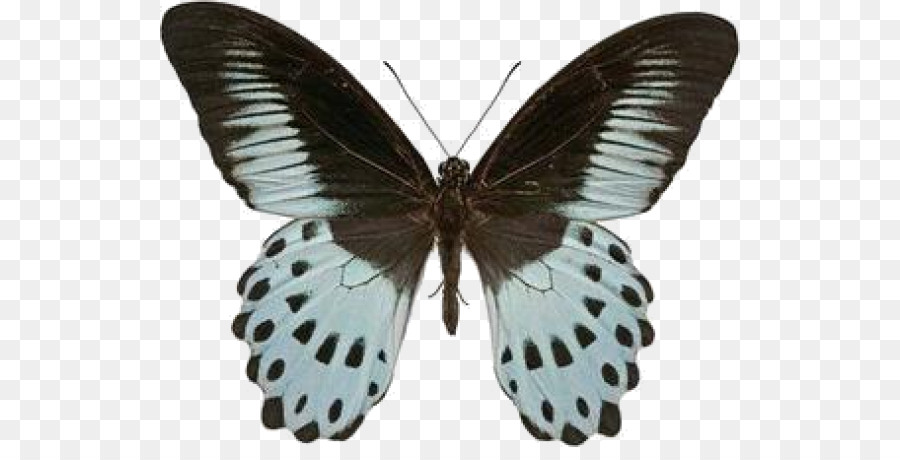 Papillon，Ailes PNG