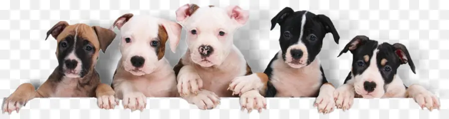 Chiots，Chiens PNG