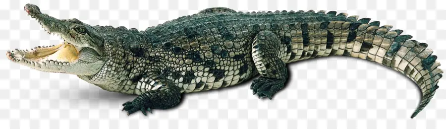 Alligator，Reptile PNG