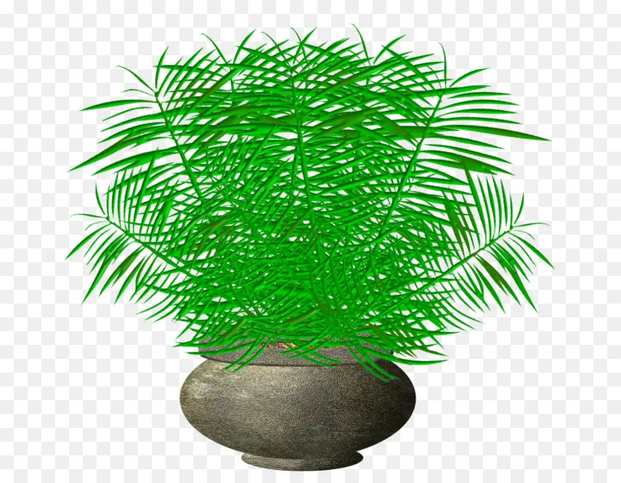 Plante Verte，Pot PNG