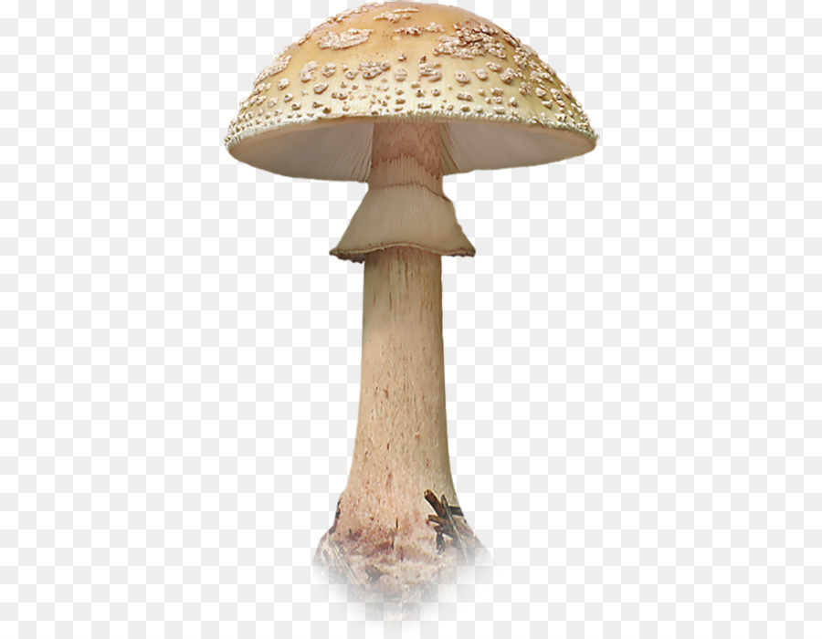 champignon comestible champignons champignon png champignon comestible champignons champignon transparentes png gratuit champignon comestible champignons