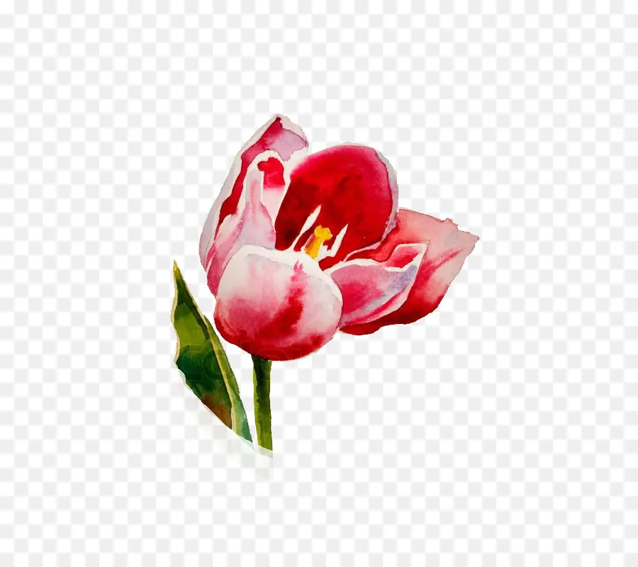 Fleur Rouge，Aquarelle PNG