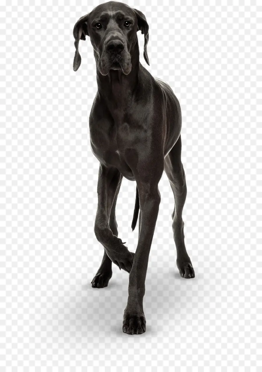 Great Dane，Cane Corso PNG