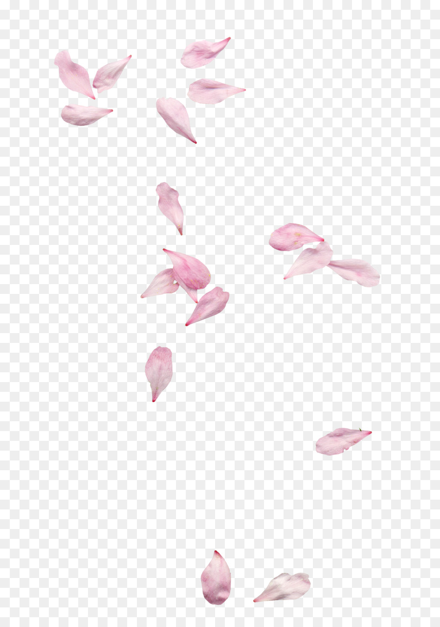 Fleurs De Cerisier，Rose PNG