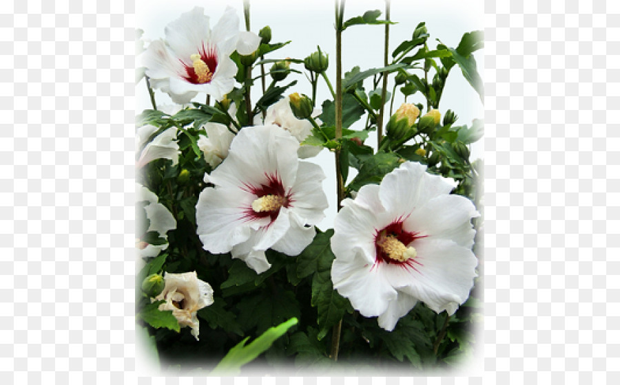 Shoeblackplant，Commune D Hibiscus PNG