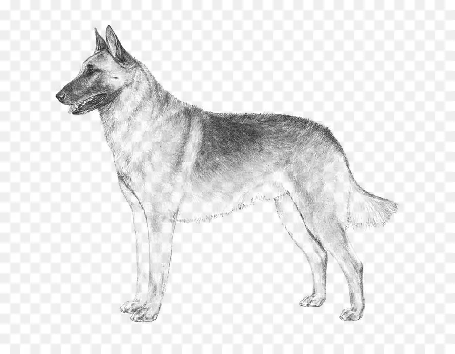 Berger Allemand，Chien PNG