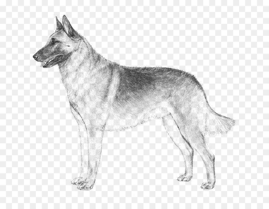 Les Malinois Chien Berger Belge Berger Allemand Png Les