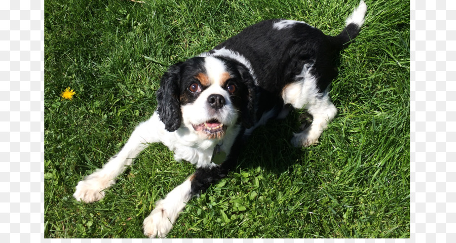 épagneul Springer Anglais，Épagneul Cavalier King Charles PNG