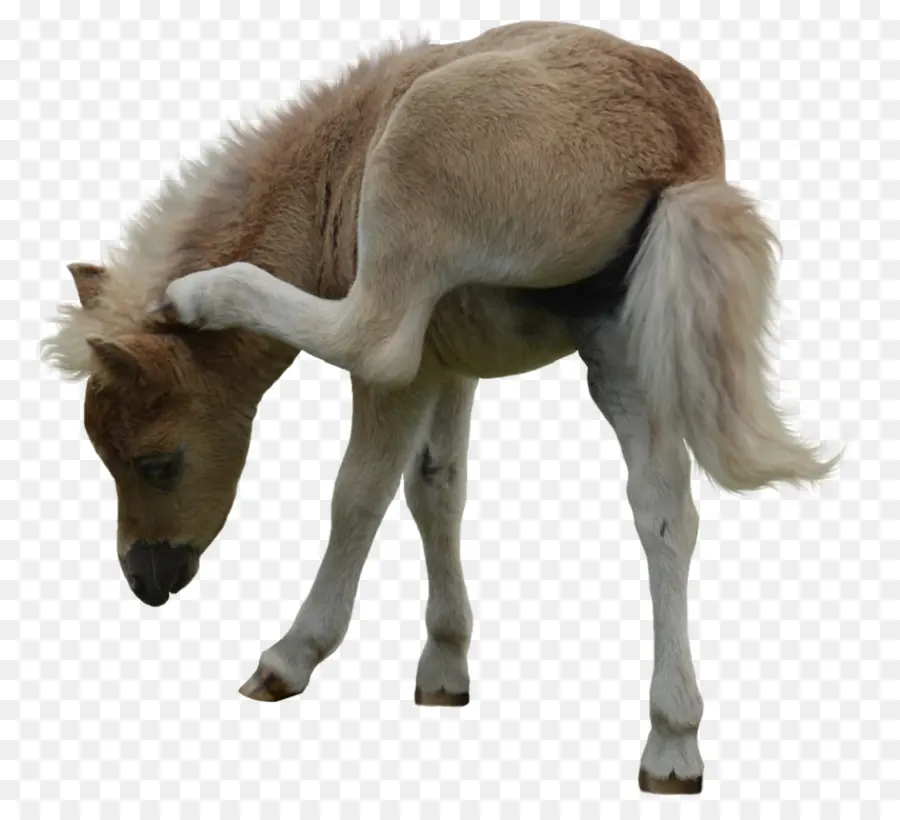 Poney à Gratter，Poney PNG