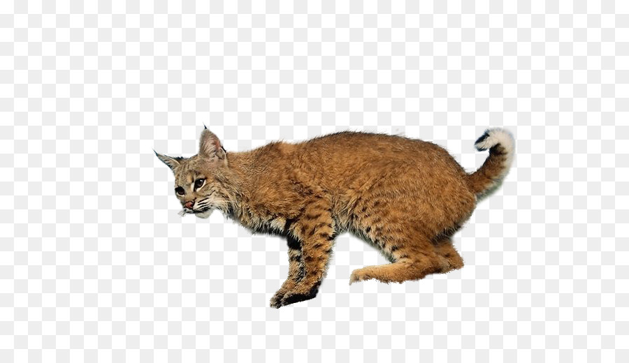 Chat，Animal De Compagnie PNG