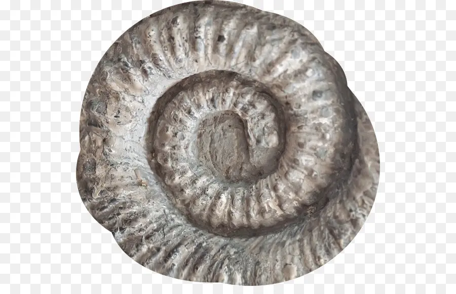 Fossile，Ammonite PNG