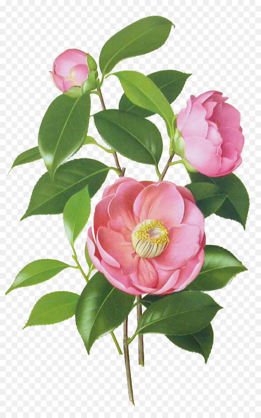 Camellia Japonaise，Dessin PNG