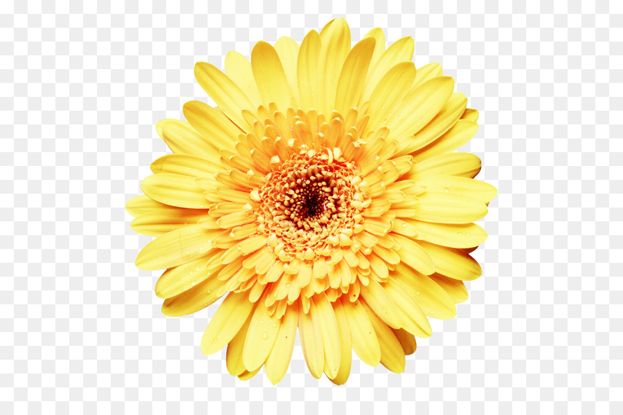 Fleur Jaune，Fleurir PNG