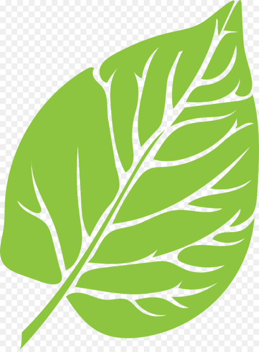 Feuille Verte，Usine PNG