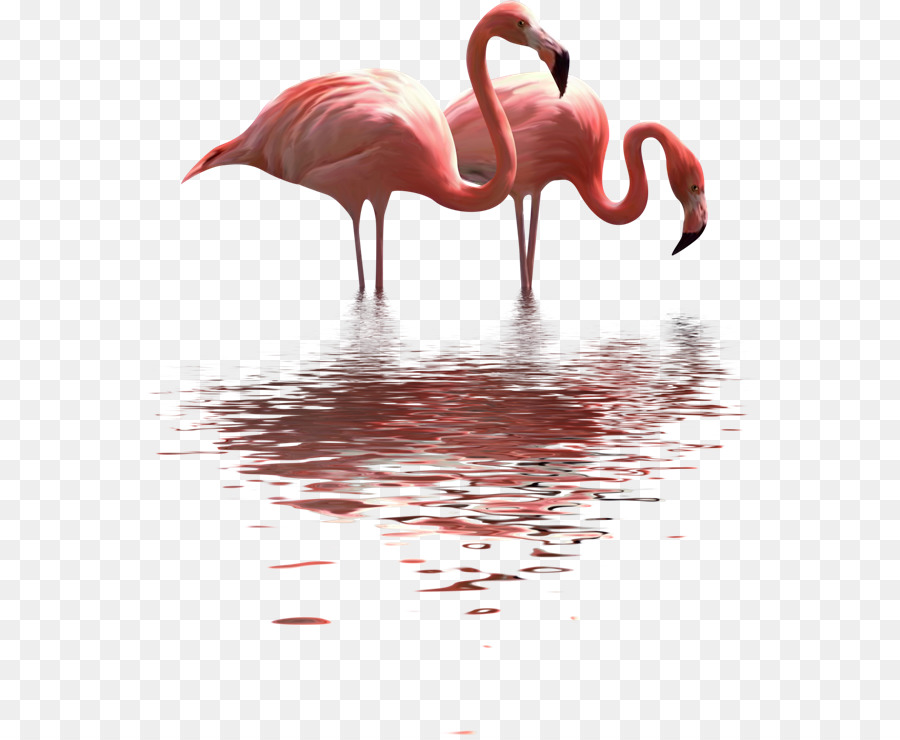 Flamant，Rose PNG