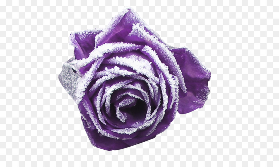 Roses De Jardin，Violet PNG
