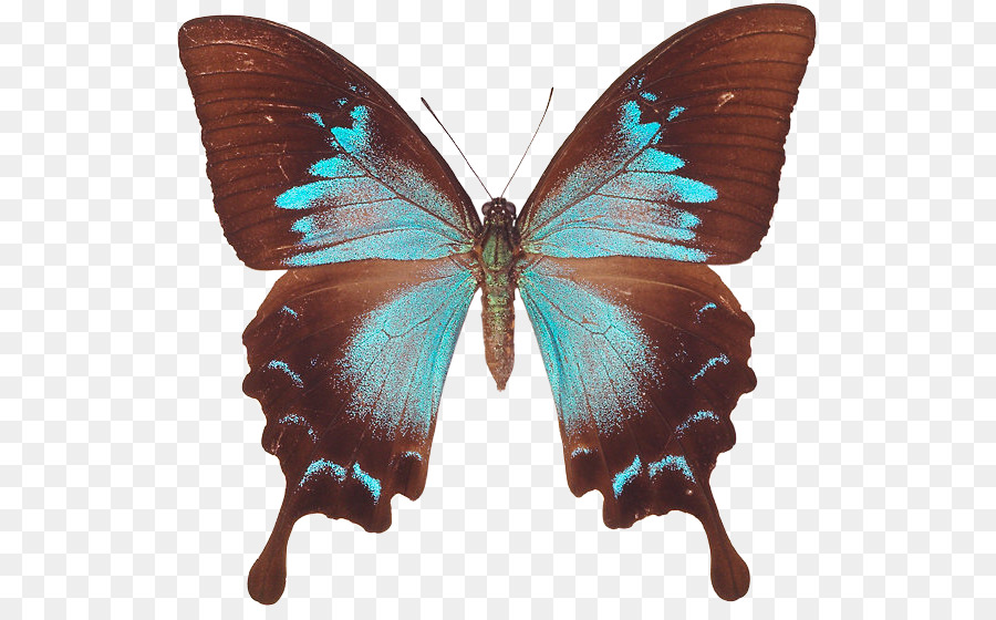 Papillon Noir，Ailes PNG