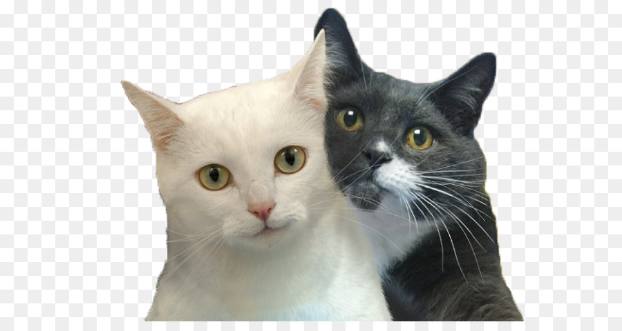 Chat，Chat Selfies PNG
