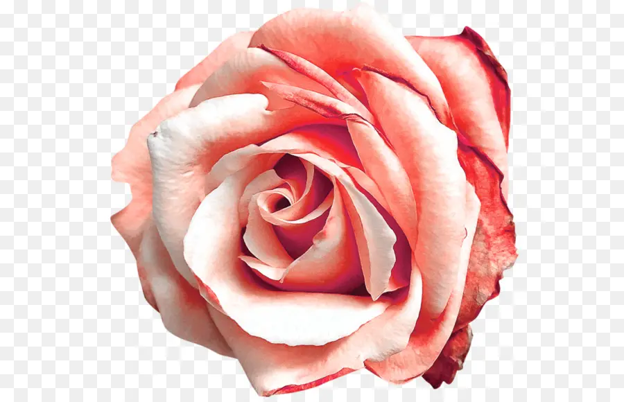 Rose Rose，Floraison PNG