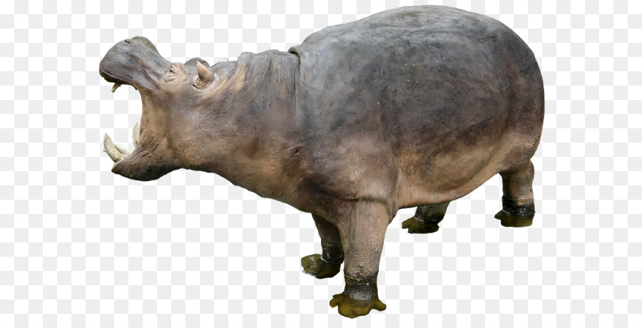 Rhinocéros，Sauvage PNG