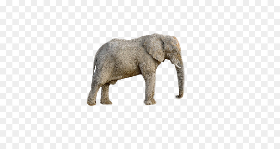 L éléphant D Afrique，L éléphant PNG