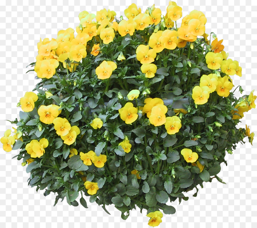 Fleurs Jaunes，Buisson PNG