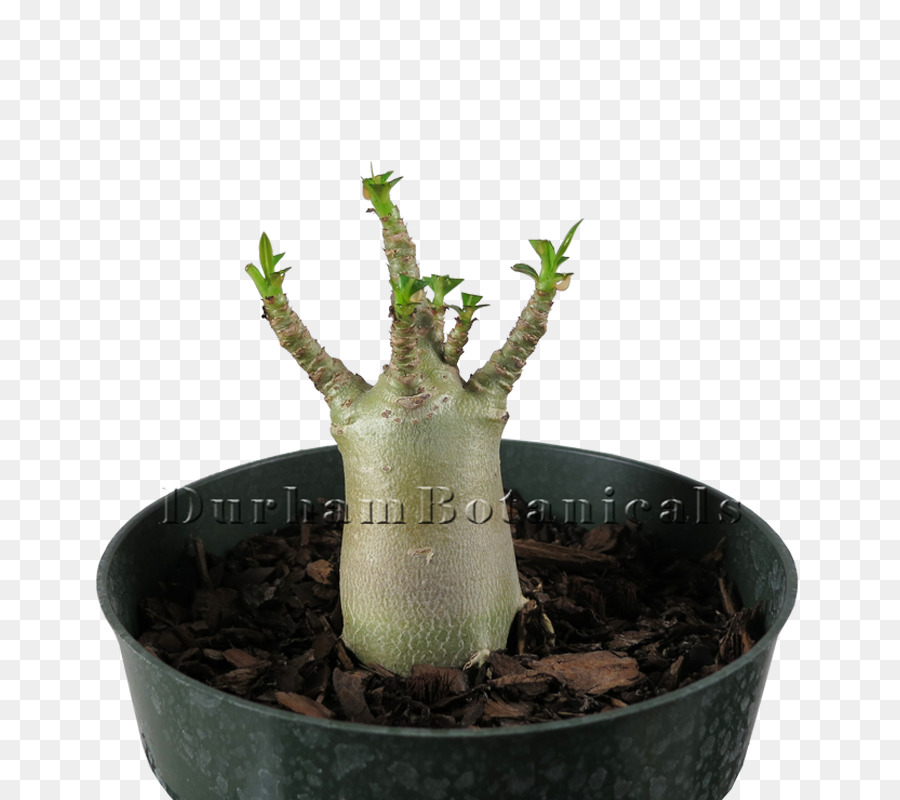 Plante D Intérieur，Flowerpot PNG