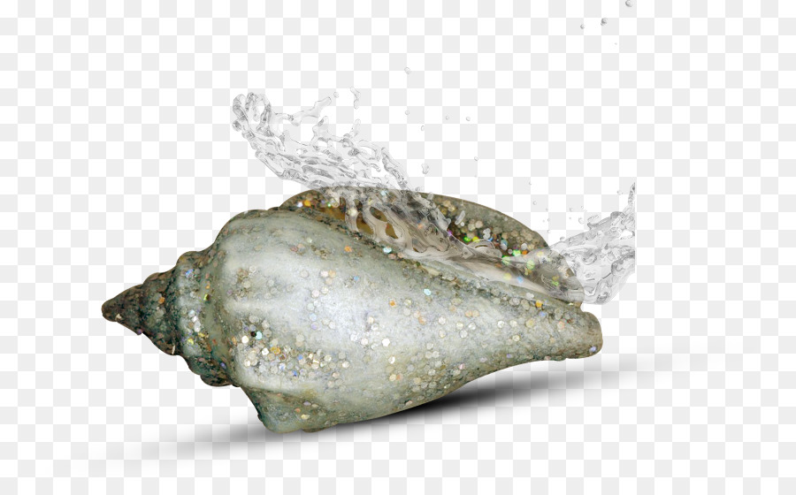 Escargot De Mer，Conque PNG