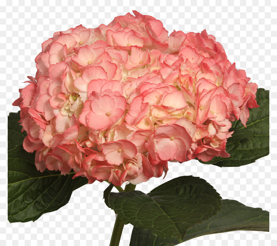 Fleur Rose，Fleur PNG