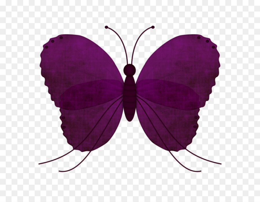 Papillon Violet，Ailes PNG