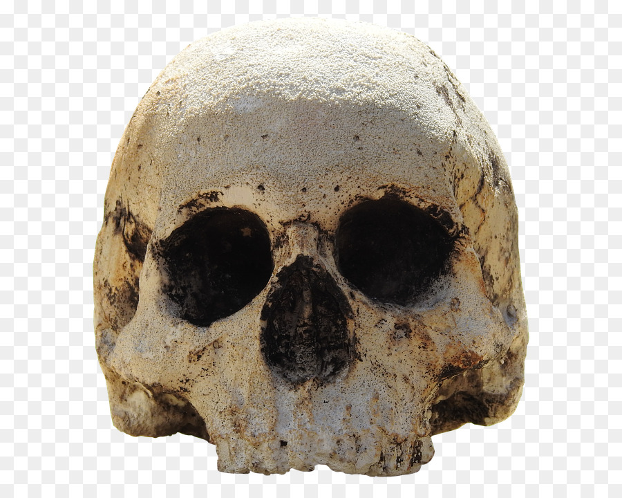 Crâne，L Homme De Tautavel PNG