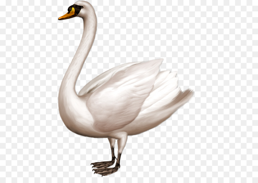 Cygne，Oiseau PNG