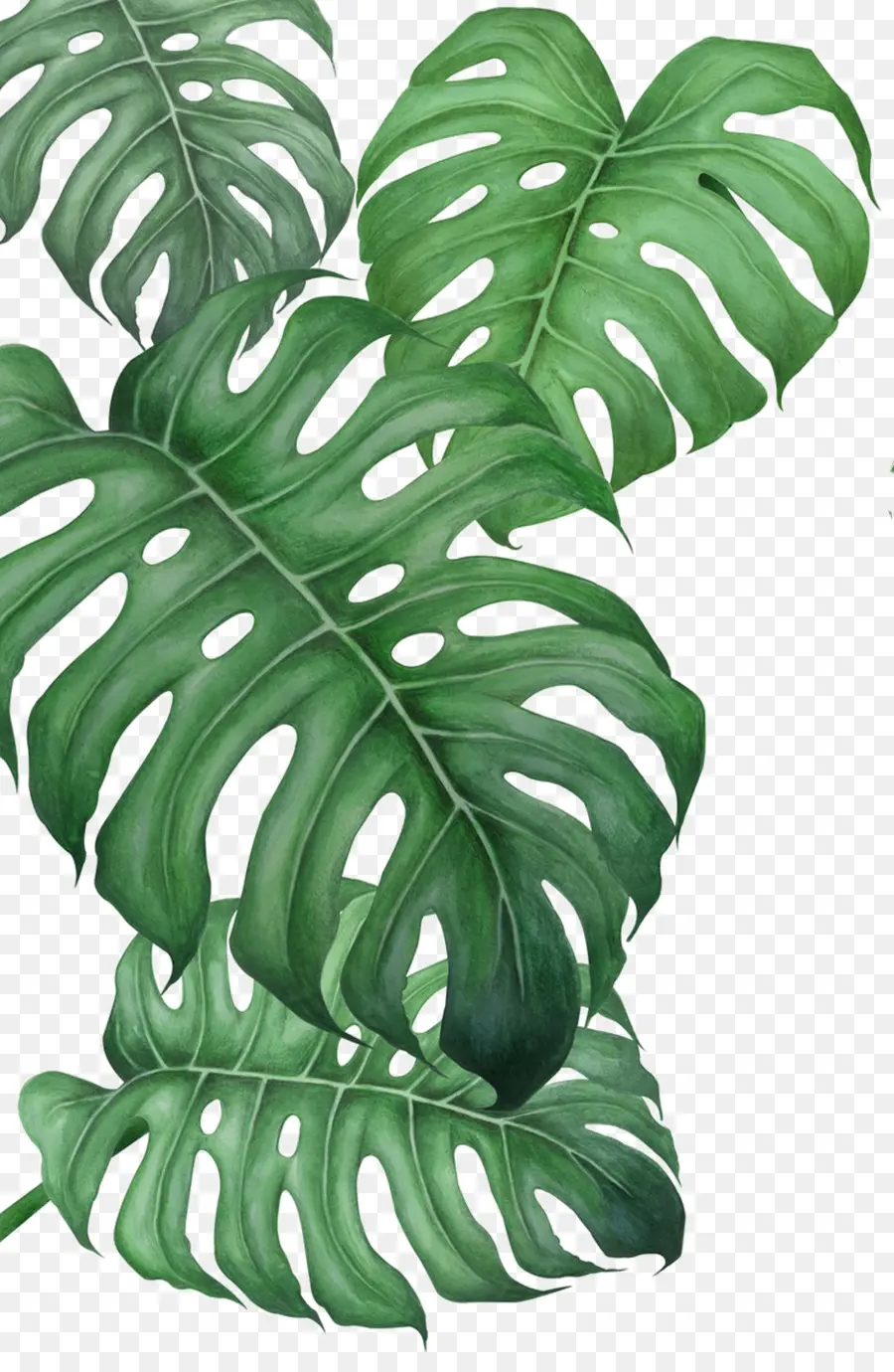 Feuilles De Monstera，Feuilles PNG