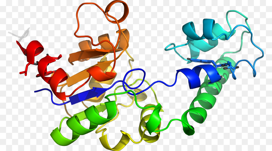 Structure Des Protéines，Molécule PNG