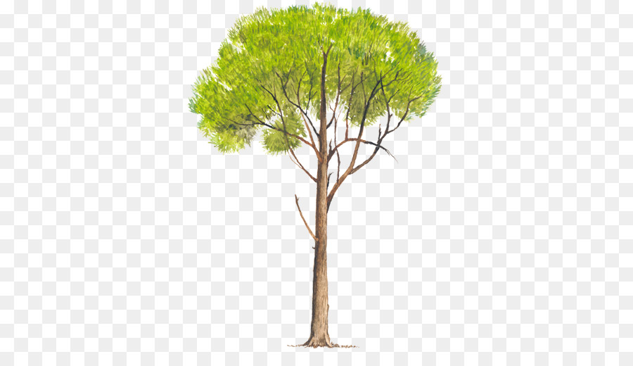 Arbre Vert，Usine PNG