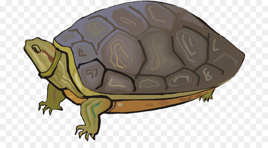 Tortue，Reptile PNG