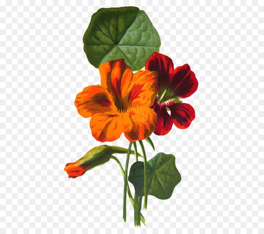 Fleur Rouge，Fleurir PNG