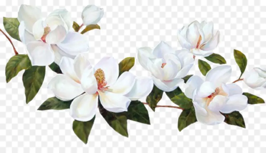 Fleur，Le Sud De Magnolia PNG