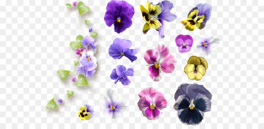 Pensée，Violet PNG